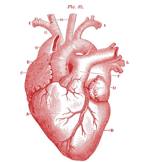 Red Vintage Anatomical Heart Illustration Art, Anatomical Heart, Human Heart, Heart On, Fine Art, Human, Red, White