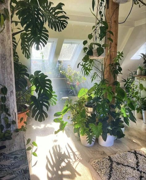 Plants Decor, Plant Aesthetic, Monstera Plant, Room With Plants, Cactus Y Suculentas, House Plants Indoor, Pretty Plants, Fake Plants, Green Life