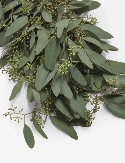 Shop Easy-Care House Plants Seeded Eucalyptus Garland, Eucalyptus Garland Centerpiece, Consumer Psychology, Garland Window, Natural Wreaths, Eucalyptus Christmas, Handmade Garland, Fresh Garlands, Leaves Decor