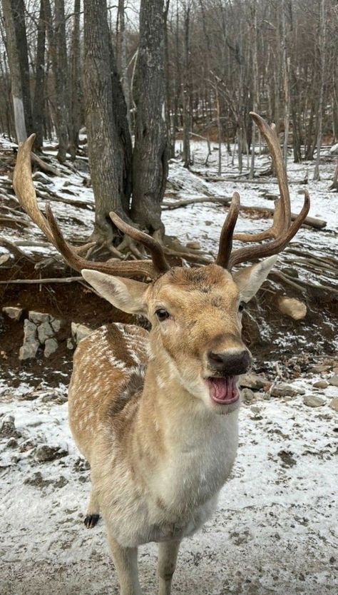 Funny Deer, Christmas Dreaming, Christmas Feeling, Christmas Wonderland, A Deer, Silly Animals, Cute Animal Photos, Animal Wallpaper, Cute Creatures