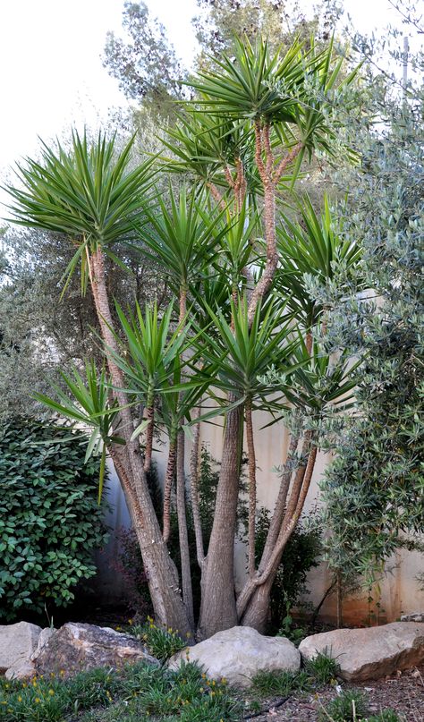 Yucca plant Yukka Plant Garden Ideas, Yucca Landscaping, Yucca Plant Outdoor, Yucca Plant Landscaping, Yucca Cane Plant, Yucca Cane, Cane Plant, Yucca Tree, Yucca Plant