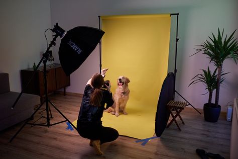 Tanie, profesjonalne studio fotograficzne w mieszkaniu - Lepsza fotografia lepszy film Home Photo Studio Ideas, Dog Photography Studio, Pet Photography Poses, Pet Photography Business, Pet Photography Studio, Photography Studio Decor, Home Photo Studio, Photography Studio Setup, Human Photography