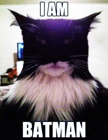 LOL Meme Chat, Animal Humour, I Am Batman, Funny Animal Jokes, Memes Humor, Funny Cat Memes, Funny Cat Pictures, Funny Animal Memes, Funny Cute Cats