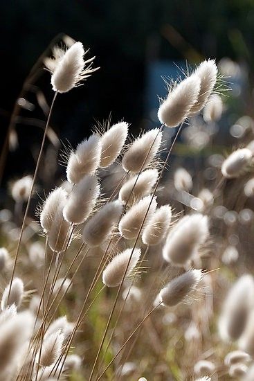 chatons des bords de mer Bunny Tails Plant, Lagurus Ovatus, Beach Grass, Bunny Tails, Ornamental Grasses, Nature Decor, The Grass, Grasses, Flowers Photography