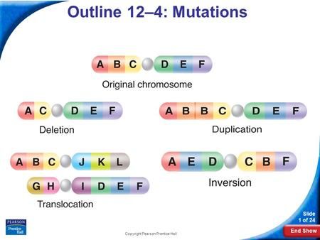 End Show Slide 1 of 24 Copyright Pearson Prentice Hall 12-4 Mutations Outline 12–4: Mutations. Point Mutation, Biology Activity, Three Letter Words, Genetic Variation, Dna Sequence, Genetic Mutation, Gene Expression, Biology Notes, Letter N Words