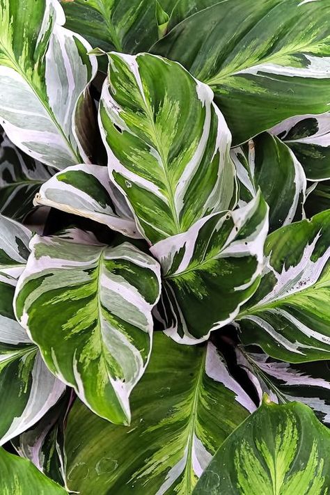 Popular houseplants - Foliage houseplants, peacock calathea plant Peacock Calathea, Foliage Plants Indoor, Houseplant Leaves, Calathea White Fusion, Foliage Art, Peacock Plant, Calathea Plant, Plants Tropical, Zebra Plant