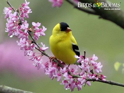 Beautiful Bird Wallpaper, Yellow Finch, Gold Finch, Redbud Tree, Spring Birds, Kinds Of Birds, Bird Wallpaper, Goldfinch, Backyard Birds