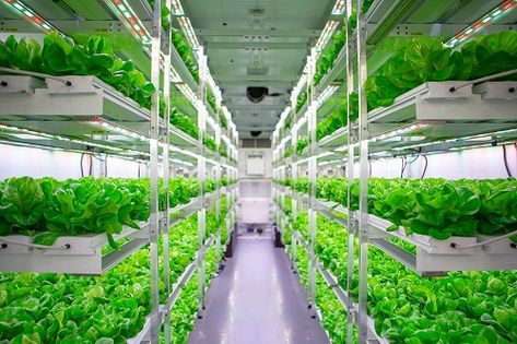 Indoor Farming, Hydroponic Farming, Modern Agriculture, Farming Techniques, Grow System, Hydroponic Growing, Sustainable Technology, Vertical Farming, Plant Diseases