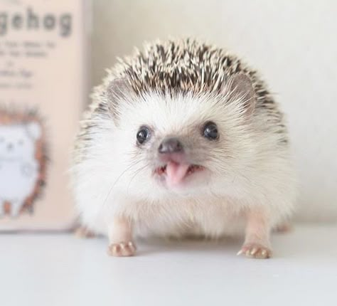 Hedgehog Care, Pygmy Hedgehog, Happy Hedgehog, Hedgehog Pet, Baby Hedgehog, A Hedgehog, Baby Animals Pictures, Cute Hedgehog