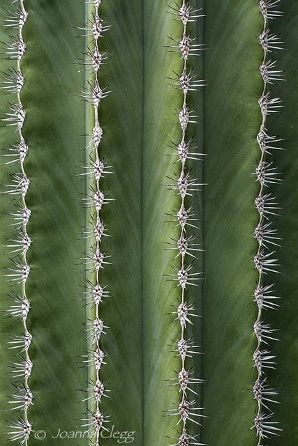 Prickly Lines | Abstract macro of a Saguaro cactus (carnegie… | Flickr Succulent Photography, Foto Macro, Cactus Photography, Line Photography, Cactus Drawing, Green Cactus, Vertical Lines, Saguaro Cactus, Cactus Flower