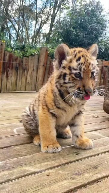 Tigers Videos, Tiger Video, Tiger Baby, Baby Tigers, Tiger Cubs, Small Creatures, Wild Animals Photography, Epic Party, Baby Tiger