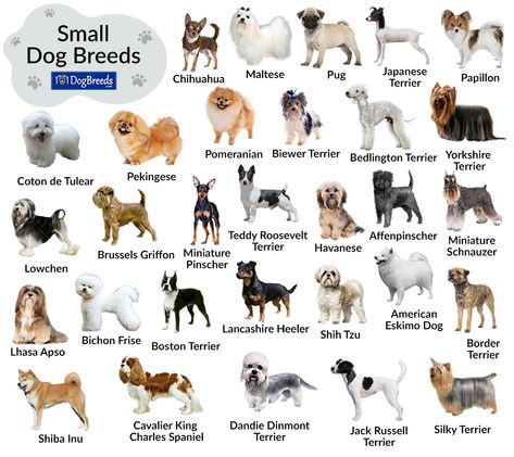 Small Dog Breeds Chart, Types Of Small Dogs, Dog Breeds Chart, Tiny Dog Breeds, Types Of Dogs Breeds, Dog Behaviorist, Dog Breeds List, Australian Terrier, Silky Terrier