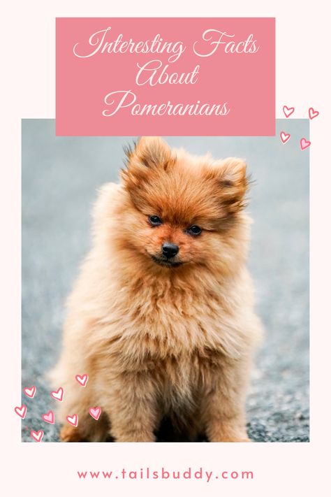 Learn Interesting and Fun Pomeranian Facts. Click here to learn a lot of new things about Pomeranian Dogs. #Pomeranian #PomeranianFacts #PomeranianDogs #PomeranianDogFacts Blue Pomeranian, Dogs Pomeranian, Pomeranian Facts, Pomeranian Dogs, Blue Shades Colors, Unique Facts, Most Popular Dog Breeds, Dog Facts, Kinds Of Dogs