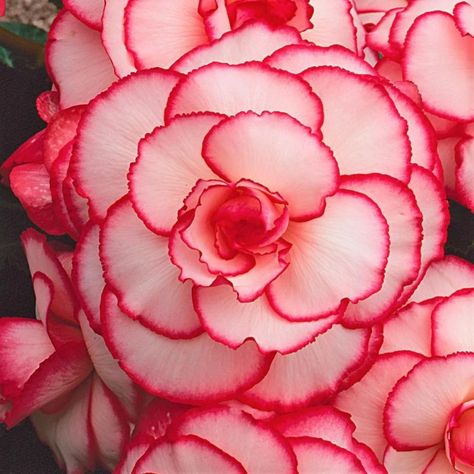 Red Begonia, Tuberous Begonia, Shady Garden, Partial Shade Plants, Pink Nature, Shade Plants, Planting Bulbs, Love Is Free, Plant Life