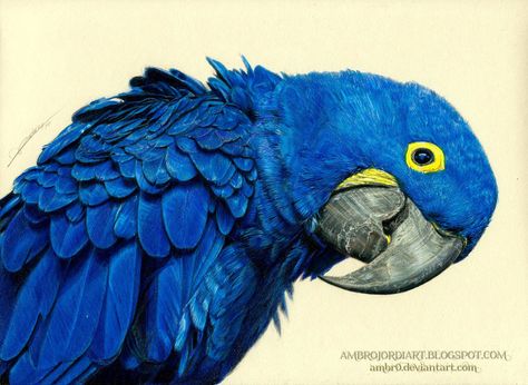 Watercolor Reference, Pen Eraser, Hyacinth Macaw, Mechanical Pen, Kneaded Eraser, Bird Barn, Clouded Leopard, Macaw Parrot, Canvas Drawing