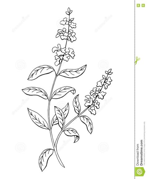 Salvia Flower, Salvia Plants, Back Tats, Plant Activities, Black And White Illustrations, Black And White Flower, Plant Tattoo, Flower Sketches, Desenho Tattoo