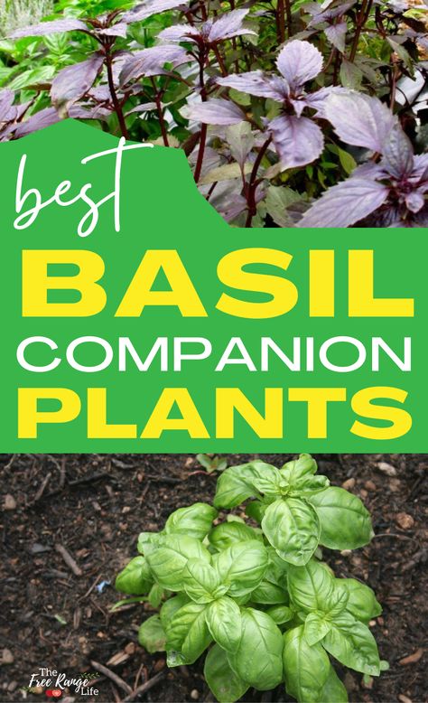 Do you grow a lot of basil and are wondering what the best basil companion plants are for your garden? Here's what you should plant with basil- and what should be kept away! Growing Basil In Containers, Basil Growing, What To Make With Basil, Planting Basil In Pots, Basil Companion Planting, Basil Plant Care Outdoors, Companion Herbs Planting, Grow Basil, How To Grow Basil Outdoors