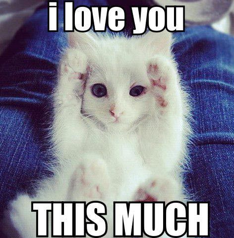 This is how much your kitty loves you! Funny Bed, Sweet Memes, Love You This Much, Avengers Memes, Cats Funny, Cat Quotes, Funny Cat Memes, Cat Sleeping, Funny Animal Memes