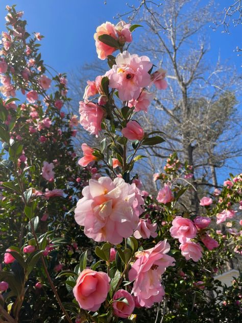 Common camellia, rose of winter [Botanical name: Camellia japonica] Japanese Camilla Flower, Pink Camellia Aesthetic, Camellia Flower Aesthetic, Camellia Aesthetic, Pink Camellia Flower, Pencil Drawing Pictures, Japanese Camellia, Flower Aesthetics, Japanese Lessons