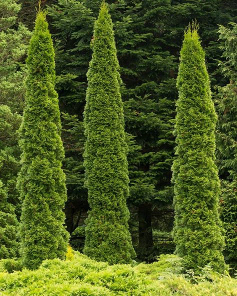 Arborvitaes come in a diverse array of shapes and sizes. They can be used as a focal point, or grown in a row to create a living fence. Learn more about these versatile shrubs for the garden. Arborvitae Landscaping, Types Of Evergreen Trees, Texas Trees, Tree Types, Giant Arborvitae, Trees For Front Yard, Fast Growing Evergreens, Arborvitae Tree, Thuja Occidentalis