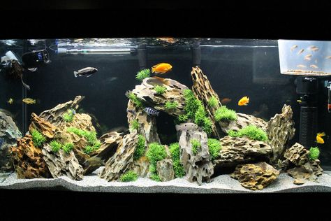 Cichlid Tank Setup, 150 Gallon Aquarium Ideas, Cichlid Aquarium Ideas Tanks, Cichlid Tank Ideas, Cichlid Aquarium Ideas, Cichlid Tank, African Cichlid Aquarium, Cichlid Aquarium, Fish Tank Themes