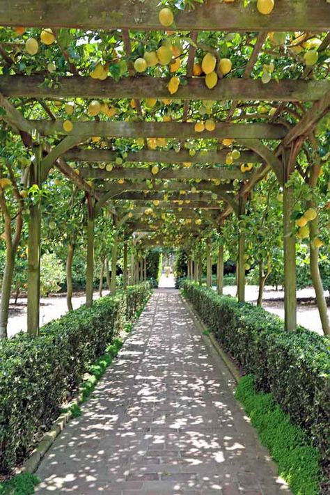 West Coast Diary | New York Social Diary Vine Walkway, Low Maintenance Garden Design, Country Garden Design, Mediterranean Garden Design, Flower Bed Edging, Gazebo Pergola, Backyard Pergola, Low Maintenance Garden, Mediterranean Garden