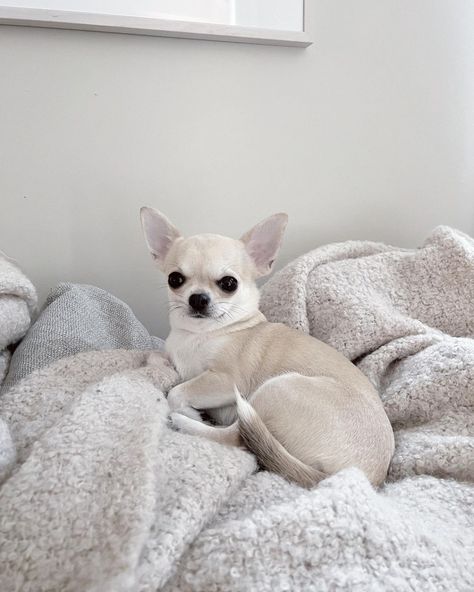 White Chihuahua Aesthetic, Cute Dogs Chihuahua, Chiuaua Dog Aesthetic, Chihuahua Puppies Aesthetic, White Chiwawa, Chihuahua Short Hair, Blonde Chihuahua, Short Hair Chihuahua, Chihuahua Aesthetic