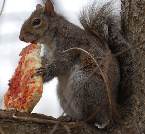 Check Out These #Squirrels #Eating #Pizza Squirrel Eating, Squirrel Pictures, Squirrel Funny, Eating Pizza, Prairie Dog, A Squirrel, Cute Squirrel, Baby Squirrel, Little Critter