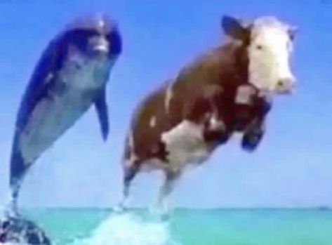 goin for a swim cow dolphin meme template silly goofy mood Don Pedro, Silly Images, Silly Animals, Silly Pictures, Adorable Pets, Really Funny Pictures, Images Gif, Funny Laugh, Reaction Pictures