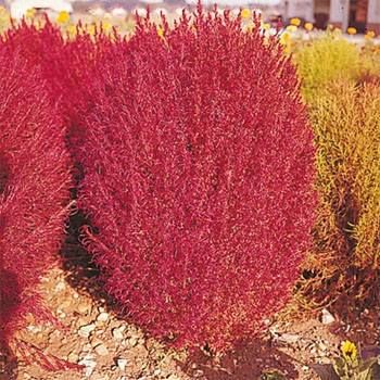 Structural Plants, Burning Bush Plant, Drought Tolerant Annuals, Bush Plant, Future Garden, Burning Bush, Plant Information, Plant Spacing, Annual Flowers