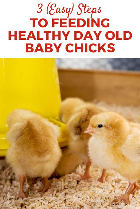 Chicken Story, Day Old Chicks, Raising Chicks, Chicken Treats, Diy Chicken, Baby Chickens, Egg Laying, Diy Chicken Coop, Chicken Humor