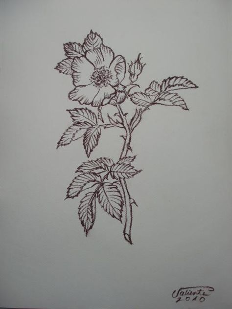 Wild Rose Tattoo Black, Berlin, Nootka Rose Tattoo, Prim Rose Tattoo, Wild Irish Rose Tattoo, Wild Rose Tattoo Design, Prim Rose Flower Tattoo, Rosebush Tattoo, Alberta Wild Rose Tattoo