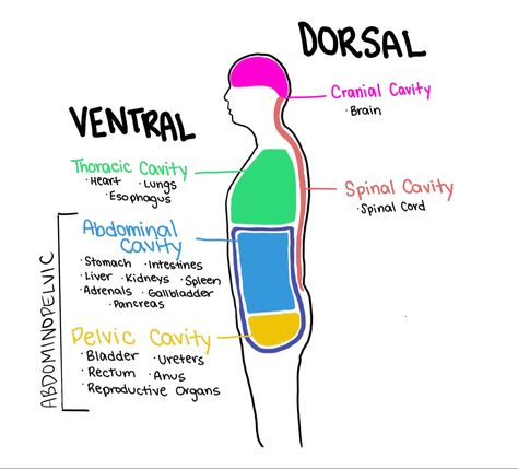 Body Cavity Anatomy Notes, Body Cavities Anatomy Notes, Body Cavities Anatomy, Body Cavities, Anatomy Notes, Thoracic Cavity, Study Flashcards, Body Structure, Human Anatomy And Physiology