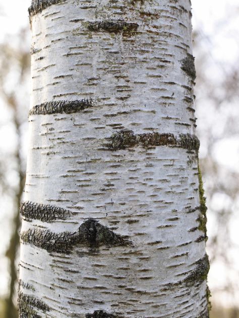 Best birch trees for your garden Arne Maynard, Sarah Price, Trees Garden, Tree Bark Texture, Tree Doodle, Forest Drawing, Birch Tree Art, Tree Textures, Tree Stencil