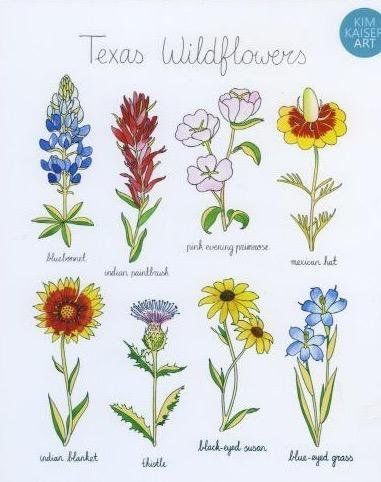 Bluebonnet Tattoo, Texas Traditions, Home Spa Room, Texas Wildflowers, Wildflower Drawing, Texas Tattoos, Wildflower Tattoo, Indian Paintbrush, Texas Art