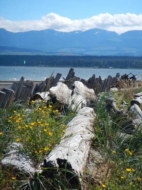 Goose Spit Park Comox, Comox Valley, BC #exploreBC Comox Bc, Island Scenery, Comox Valley, Salish Sea, Vancouver City, Landscaping Software, Beautiful Canada, Mount Washington, Queen Charlotte