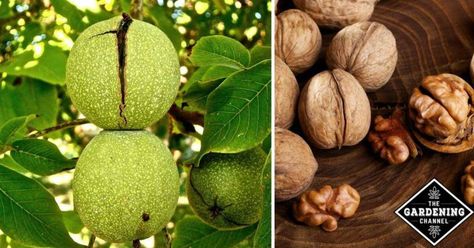 Growing Nut Trees - Gardening Channel Pistachio Tree, Different Types Of Seeds, Pecan Trees, Nut Trees, Fruit Bearing Trees, Black Walnut Tree, Growing Trees, Growing Garden, Pecan Tree