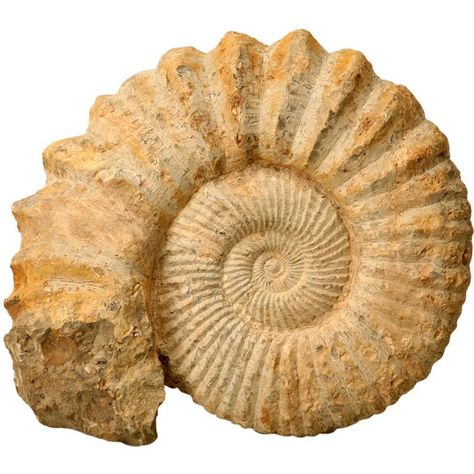 Ammonite Shell, Modern Decorative Objects, Ammonite Fossil, Sahara Desert, Rock Hounding, Natural Forms, Decorative Objects, Beautiful Things, Design Crafts