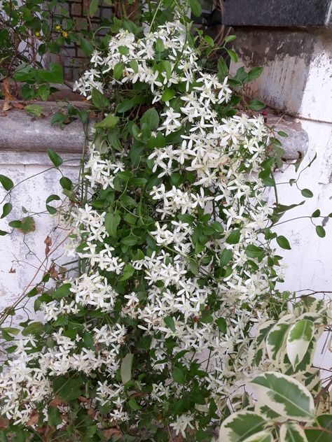 Clematis vine, Clematis Paniculata Clematis Paniculata, Clematis Vine, Clematis, Vines, Plants, Flowers, White