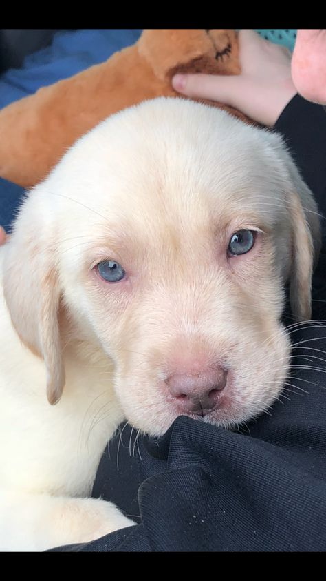 Champagne lab 8 weeks old. Our Stella Blonde Labrador, Dudley Labrador, Doggy Day Care, Color Seasons, Lab Dogs, Getting A Puppy, House Sitting, Cutest Animals, Lab Puppies