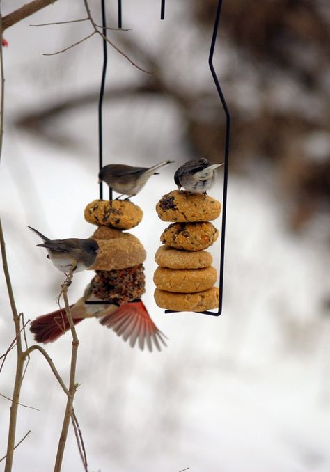 Cheerios For Birds, How To Make Suet Cakes For Birds, Homemade Suet Cakes Wild Birds, Diy Suet Cakes, Suet Feeder Diy, Diy Birdbaths, Diy Suet, Birdseed Ornaments, Backyard Birds Watching