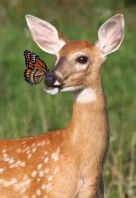 Bambi with Butterfly Regnul Animal, Colour Splash, Mule Deer, Sweet Pic, Manx, A Deer, Cute Animal Pictures, Sweet Animals, Animal Photo