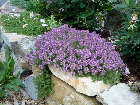 'Creeping Red' Thyme -vthymus coccineus- bright green leaves, purple flowers, drought proof, deer proof, dark pink flowers bloom in early summer, fast spreading, thrives in poor soil, 1" tall, heat tolerant Ground Cover Seeds, Thymus Serpyllum, Fall Perennials, Creeping Thyme, Shade Tolerant Plants, Flower Bulb, Fall Bulbs, Amaryllis Bulbs, Perennial Herbs