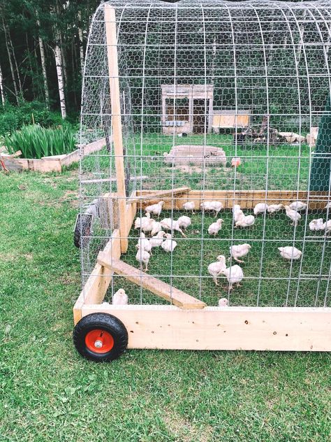 Chicken Run Portable, Chicken Coop Ideas Backyard Diy, Meat Chickens Tractor, Diy Meat Bird Coop, Chicken Run Around The Garden, Diy Meat Chicken Coop, Collapsible Chicken Coop, Movable Chicken Coupe Diy Plans, Free Raised Garden Beds