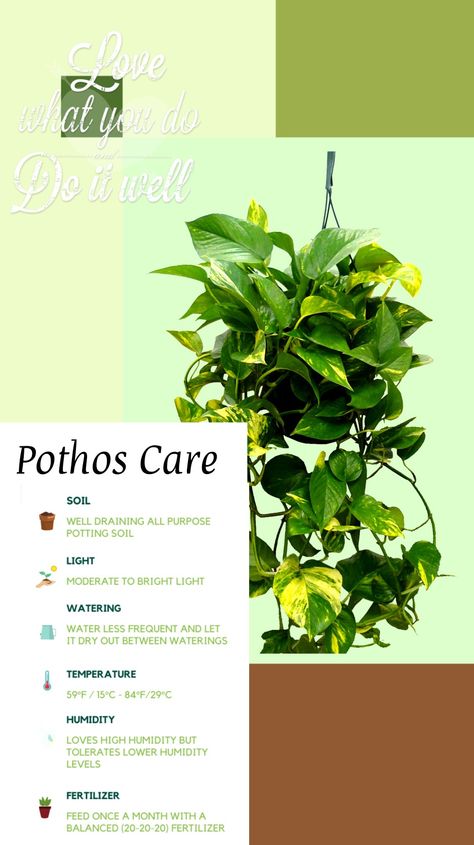 Golden Devils Ivy, Pothos Plant Benefits, Golden Pothos Plant Care, Repotting Pothos Plant, Pothos Bedroom, Pathos Plant Care, Indoor Plant Setup, Pothos Care Tips, Golden Pathos