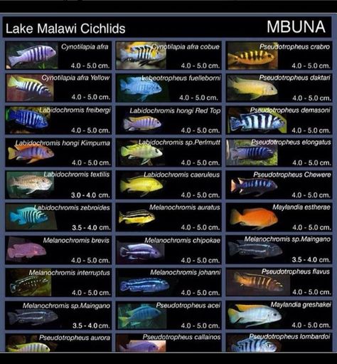 Every type of mbuna Malawi Cichlids Tank, Mbuna Cichlids Tanks, Fish Tank Aquaponics, African Cichlid Tank, Best Aquarium Fish, Cichlid Tank, Lake Malawi Cichlids, African Cichlid Aquarium, Cichlid Aquarium