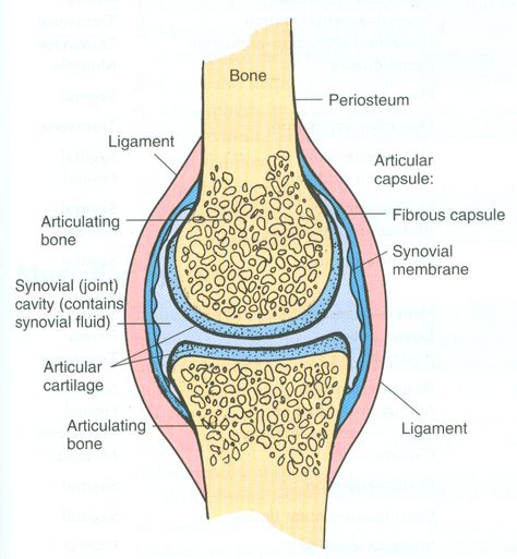 synovial joint. Easy pic for patients to understand and you talk about joint health Synovial Joints Anatomy, Synovial Joints, Human Joints, Skeletal System Anatomy, Joints Anatomy, Cell Diagram, Fitness Jobs, Synovial Fluid, Basic Anatomy And Physiology