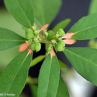 Wild Poinsettia, Plant Classification, Late Summer Flowers, Flower Structure, Wildflower Garden, Blooming Plants, Pale Colors, Pretty Green, Leaf Shapes