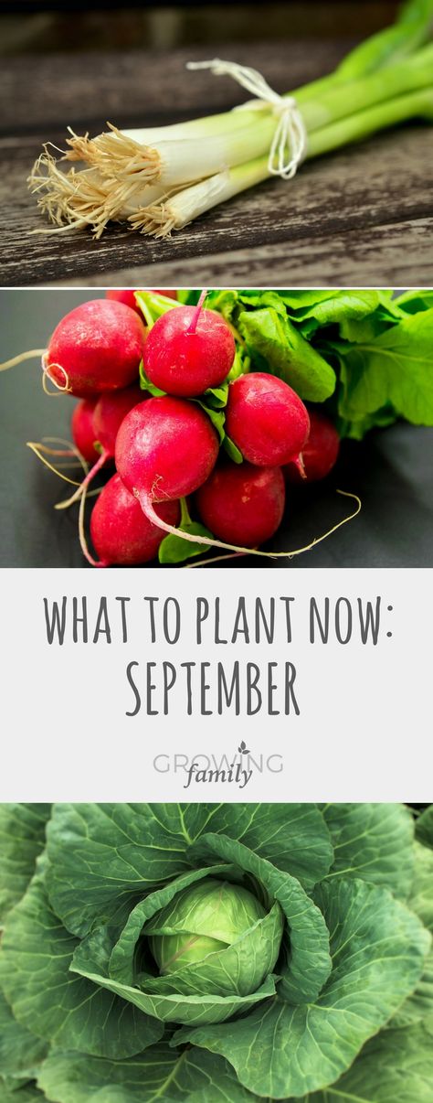 Not sure what you should be planting in the garden in September? Check out this guide to crops and flowers that you can sow in September for harvesting and enjoying later on in the autumn or next spring. Gardening Club, Urban Homestead, Gardening Guide, Veg Patch, Windowsill Garden, Garden Plots, Garden Calendar, Garden Inspo, Veggie Patch