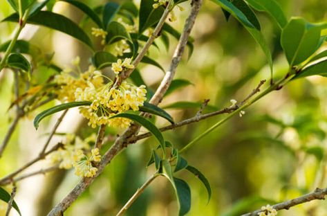 Tea Olive Tree, Sweet Olive Tree, Tree Propagation, Growing Tea, Osmanthus Fragrans, Blue Fruits, Garden Shrubs, Olive Trees, Tree Care